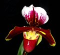 Paph. Keyeshill 'Angel Orchids' (1)